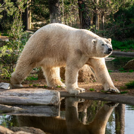 Zoo de la Flèche Safari Lodges & Suites